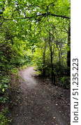 Trail in the Middle of the Forrest. Стоковое фото, фотограф Константин Никитеев / Фотобанк Лори