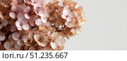 Hydrangea blooming. Peach heads of hydrangea flower petals. Beautiful Garden. Landscaping trend. Shrubbery blooms. Closeup hydrangea flowers. Space for text. Abstract minimal design. Soft shadow. Card. Стоковое AI-изображение, AI-художник Марина Демидюк / Фотобанк Лори