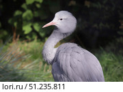 Африканская красавка, или райский журавль, или журавль Стэнли (лат. Grus paradiseus) Редакционное фото, фотограф Шустикова Татьяна / Фотобанк Лори