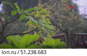 Beautiful Balinese Frangipani plant in rain. Typical Asian flower. Стоковое видео, видеограф Степанов Григорий / Фотобанк Лори