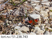 A vibrant butterfly rests on uneven rocky terrain surrounded by dry leaves. Стоковое фото, фотограф EugeneSergeev / Фотобанк Лори
