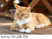 Content red cat serenely relaxing on a wooden deck, basking in warm sunlight. Стоковое фото, фотограф EugeneSergeev / Фотобанк Лори