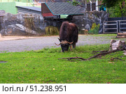 Muskox (Ovibos moschatus) on a lawn in a zoo enclosure. Редакционное фото, фотограф Евгений Харитонов / Фотобанк Лори