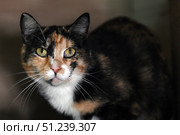 A close-up of a calico cat (tortoiseshell). Its expressive green eyes and pink nose are the center of the composition. The animal looks directly at the camera, creating a sense of contact and presence. The details of the fur with black, red and white areas are clearly visible. The dark, neutral background emphasizes the cat and does not distract attention. The photo is great for the following themes: pets, cats, animal portraits, pet care, street and rescue animals. Стоковое фото, фотограф Анна Кривицкая / Фотобанк Лори
