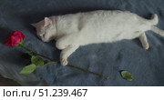 White Cat Yawning While Playfully Holding a Rose on a Blue Blanket. Стоковое видео, видеограф Ольга Коваленко / Фотобанк Лори