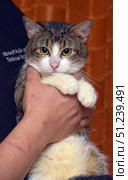 A domestic cat with white, brown and black fur, held in arms. The animal's large yellow eyes stand out against the soft white face. The cat looks wary but calm, its front paws are neatly folded over the person's hand. An orange curtain is visible in the background, creating warm lighting. The pictures convey an atmosphere of care and interaction between a person and a pet, and are well suited for the themes of pets, cat care, veterinary medicine and animal protection. Стоковое фото, фотограф Анна Кривицкая / Фотобанк Лори