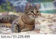 A beautiful domestic cat with expressive green eyes and a tabby tiger coat. The animal is lying on a blanket, and in the background you can see a landscape with a waterfall, which creates a cozy and calm atmosphere. The cat looks healthy and well-groomed, its fur is thick and soft. The pet's gaze is directed straight at the camera, which gives the pictures a lively look and makes them suitable for use on zoothematic sites, in articles about pets, in advertising pet food and accessories, as well as in materials about charity shelters and animal care. Стоковое фото, фотограф Анна Кривицкая / Фотобанк Лори