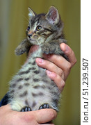 A small kitten with a tiger coloring and a noticeable eye defect. It is held in the arms, raised so that the belly with characteristic spots reminiscent of a leopard pattern is clearly visible. Despite the eye disease, the kitten looks curious and trusting, expressing touching defenselessness. Its fur is fluffy, gray-brown with stripes, its paws are neat with soft pads. The background is neutral, which emphasizes the animal. The picture conveys an atmosphere of care and shows the beauty of even the most vulnerable animals. Стоковое фото, фотограф Анна Кривицкая / Фотобанк Лори