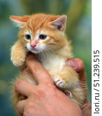A charming ginger kitten with expressive green eyes. Its fur is soft, fluffy, with a bright striped pattern, typical of the classic tabby. The kitten is in the arms of a person, which emphasizes its miniature size and tenderness. The paws with small claws look especially touching, and the look combines curiosity and slight alertness. The warm background creates an atmosphere of coziness, and the lively moment of communication between a person and an animal conveys warmth and care. These pictures are suitable for the theme of pets, pet care, animal protection, veterinary medicine, as well as for illustrating children's spontaneity and joy. Стоковое фото, фотограф Анна Кривицкая / Фотобанк Лори