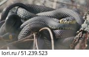 Grass Snakes Warming Together in Spring Sunlight. Стоковое видео, видеограф Dzmitry Astapkovich / Фотобанк Лори
