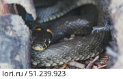 Common Grass Snakes, Natrix natrix, Basking on a Spring Day. Стоковое видео, видеограф Dzmitry Astapkovich / Фотобанк Лори