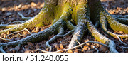 Roots of a tree covered in frost during winter in a serene forest landscape with fallen leaves scattered around. Стоковое AI-изображение, AI-художник Ольга Невская / Фотобанк Лори