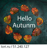 Colorful autumn leaves arranged in round pattern on green textured dark backdrop with fall greeting. Стоковое фото, фотограф Наталья Семкина / Фотобанк Лори
