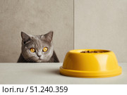 Grey cat's head peeking from table with a yellow cat food bowl dish filling scattered kibble. Plastic pet plate with a small brown pet's feeding and a gray blue cat. Pet food funny advertising banner. Стоковое AI-изображение, AI-художник Марина Демидюк / Фотобанк Лори