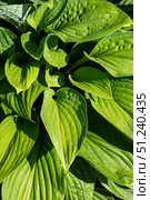 Lush Green Foliage of Hostas Showcasing Their Detailed Leaf Structures and Vibrant Color in a Natural Setting. Стоковое фото, фотограф Владимир Федоров / Фотобанк Лори