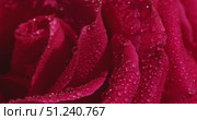 Vibrant Red Rose Petals Glistening With Droplets of Water in a Serene Garden Setting. Стоковое видео, видеограф Ольга Коваленко / Фотобанк Лори