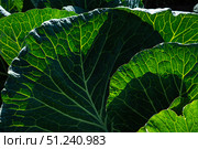 Lush Green Cabbage Leaves Glimmer Under Sunlight, Showcasing Intricate Veins and Textures of Nature's Leafy Vegetation in a Vibrant Garden Setting. Стоковое фото, фотограф Владимир Федоров / Фотобанк Лори