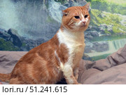 Ginger cat with a white chest and paws. The animal has a large build, powerful paws and the characteristic features of a "yard fighter": slightly broken ears and a stern expression on the face. Despite its serious appearance, the cat looks well-groomed and calm. The background is a home photo shoot with a blanket and photo wallpaper depicting a waterfall and a green landscape. The atmosphere of the frame conveys the dignity and strength of an animal that has lived a difficult life. Стоковое фото, фотограф Анна Кривицкая / Фотобанк Лори