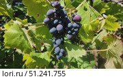 Bunch of black grapes close up. Стоковое видео, видеограф Наталия Попова / Фотобанк Лори