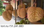 Durians on the counter at market. Exotic tropical fruit. Asian king of fruits. Стоковое видео, видеограф Степанов Григорий / Фотобанк Лори