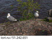 Close up of two Seagulls on Rock on shore. Стоковое фото, фотограф Мария Паина / Фотобанк Лори