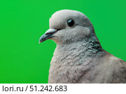 Pigeon isolated on a green screen. Gray Dove looking at camera on green background. Animal backdrop. Funny Pets on chroma key. Playful friendly bird with copy space for your text. Animation. Humor. Стоковое AI-изображение, AI-художник Марина Демидюк / Фотобанк Лори