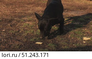 A black short haired stray dog eating cookies in the countryside in autumn. Стоковое видео, видеограф Неведицына Елена / Фотобанк Лори