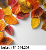 Autumn Leaves on White Background. Стоковое AI-изображение, AI-художник Павлов Максим / Фотобанк Лори