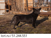 A small black dog is standing sideways in front of a country house in the countryside in autumn. Стоковое фото, фотограф Неведицына Елена / Фотобанк Лори