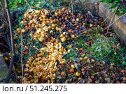 A pile of rotten apples in the garden with plants and branches. Compost pit in the Garden. Стоковое фото, фотограф Зарифа Арсланова / Фотобанк Лори