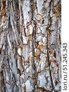 Vertical view of rough wooden background, pine tree bark texture. Стоковое фото, фотограф Зарифа Арсланова / Фотобанк Лори