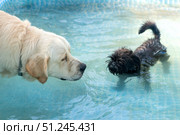 A golden retriever and a Belgian Griffon swim in a pool on a summer day. Стоковое фото, фотограф Васильева Юлия / Фотобанк Лори