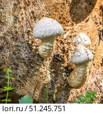 Чешуйчатка разрушающая (Pholiota populnea) или тополёвая на стволе дерева. Несъедобный гриб произрастающий в Западной Сибири. Стоковое фото, фотограф Евгений Мухортов / Фотобанк Лори