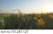 Field of wild tulips with a yellow flower in the foreground against the background of the sky. Стоковое видео, видеограф svetograph / Фотобанк Лори