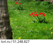 Spring Garden Blooms with Red Tulips. Стоковое фото, фотограф Sergakoff / Фотобанк Лори