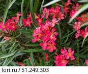 Vibrant Pink Oleander Flowers Amidst Lush Green Foliage. Редакционное фото, фотограф Sergakoff / Фотобанк Лори