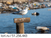 A Seagull Perched on a Wooden Post Overlooking a Polluted Waterway Filled with Debris and Waste. Стоковое AI-изображение, AI-художник Башкирова Анна / Фотобанк Лори