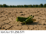 A Close-Up View of a Green Grasshopper on a Dry, Cracked Ground Under a Clear Sky, Highlighting the Intricacies of Insect Life in Harsh Environments. Стоковое AI-изображение, AI-художник Башкирова Анна / Фотобанк Лори