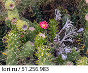 A Vibrant Display of Prickly Pear Cacti with a Bright Bloom Amongst a Thicket of Spines and Succulent Greenery Captured in Nature. Стоковое фото, фотограф Башкирова Анна / Фотобанк Лори