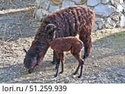 Красивые ламы в зоопарке. Beautiful llamas at the zoo. Стоковое фото, фотограф Татьяна Д / Фотобанк Лори