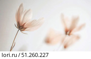 Pastel-colored cosmos flowers overlapping softly, ideal for poster, print, floral background. Стоковое AI-изображение, AI-художник Анастасия Золотницкая / Фотобанк Лори