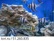 Подводное изображение кораллового рифа и тропических рыб Underwater image of coral reef and tropical fishes. Стоковое фото, фотограф Татьяна Д / Фотобанк Лори