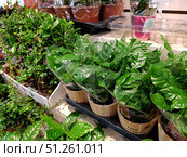 Moscow, Russia – August 29, 2025: Arabica coffee potted plant at local supermarket. Shopping for houseplants. Редакционное фото, фотограф Оксана Чаюн / Фотобанк Лори
