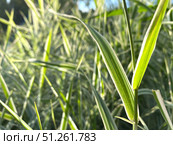 Green grass blades in sunlight, natural summer background. Стоковое фото, фотограф Лариса Потехина / Фотобанк Лори