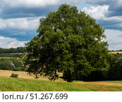 Tree in Palatinate Forest in Germany. Стоковое фото, фотограф Sergakoff / Фотобанк Лори