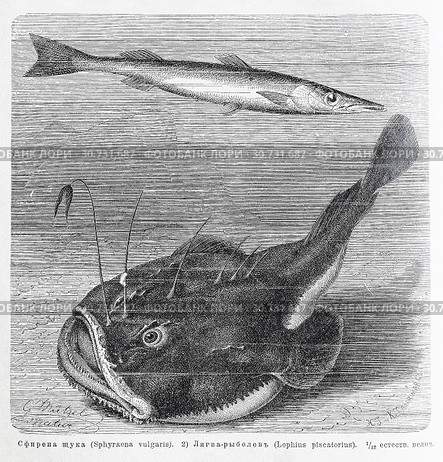 1) Сфирена щука (Sphyraena vulgaris). 2) Лягва-рыболов (Lophius piscatorius)  - рисунок  из книги А. Брэма "Жизнь животных" 1896 г. Стоковая иллюстрация, иллюстратор Вера Смолянинова / Фотобанк Лори