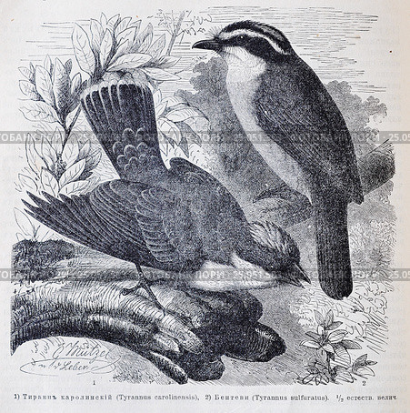 1) Тираннъ каролинский (Tyrannus carolinensis), 2) Бентеви (Tyrannus sulfuratus)  - рисунок из книги А. Брэма "Жизнь животных" 1896г. Стоковая иллюстрация, иллюстратор Вера Смолянинова / Фотобанк Лори