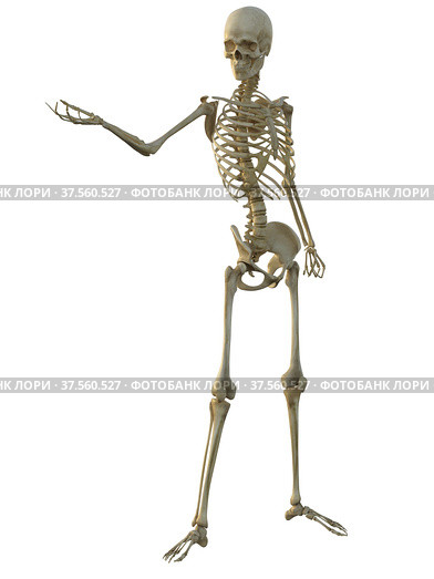 3d render of a human male skeleton isolated on white background. Стоковая иллюстрация, иллюстратор Вероника Суровцева / Фотобанк Лори