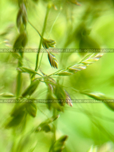 A Beautiful and Delicate Scene of Green Grass Blades Captured in a Soft and Gentle Focus. Стоковое фото, фотограф Елена Захаревич / Фотобанк Лори