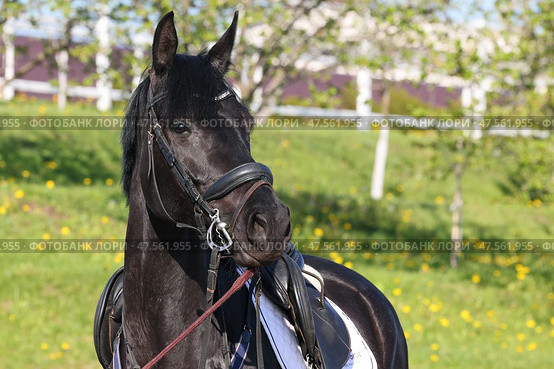 A beautiful black dressage horse portrait.  Красивая вороная спортивная лошадь под седлом, верховая езда. Стоковое фото, фотограф Михаил Кондрашов / Фотобанк Лори